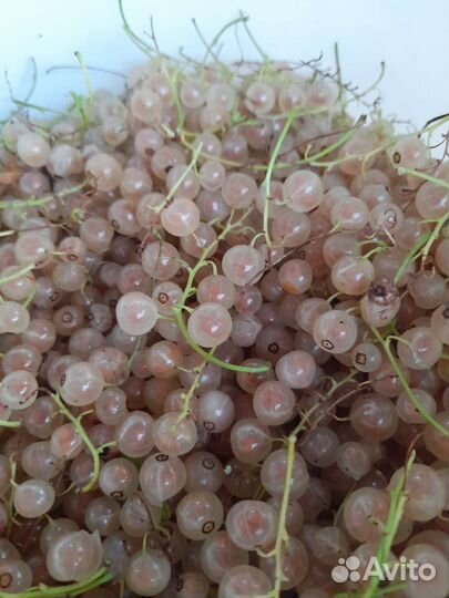 Смородина белая