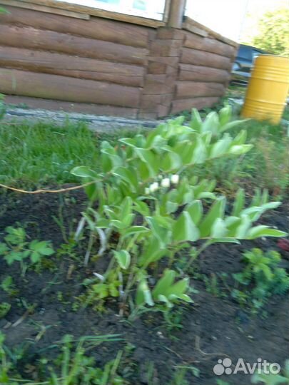 Купена садовая растение