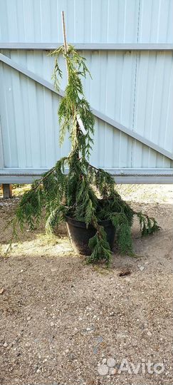 Кипарисовик 1(читайте описание)