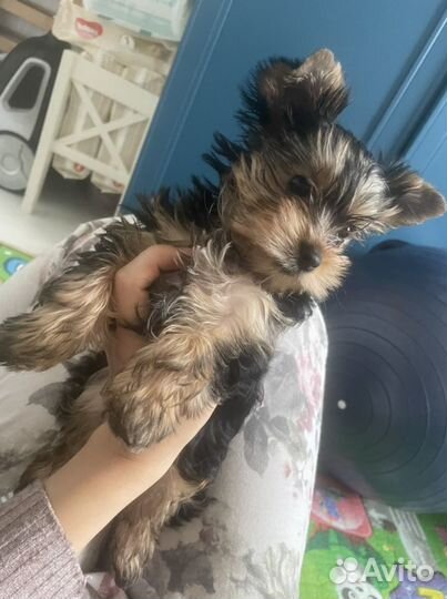 Йоркширский терьер щенки девочки и мальчики