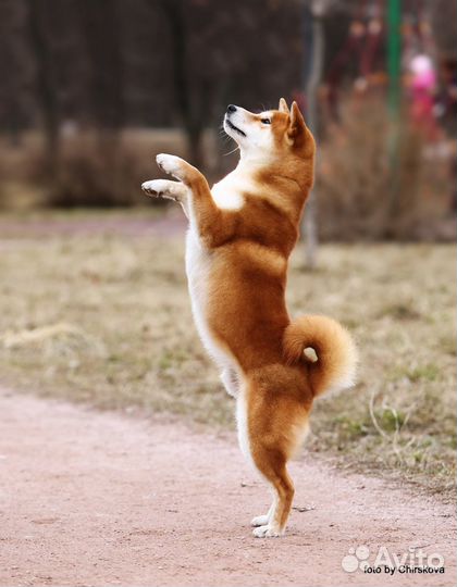 Вязка сиба ину