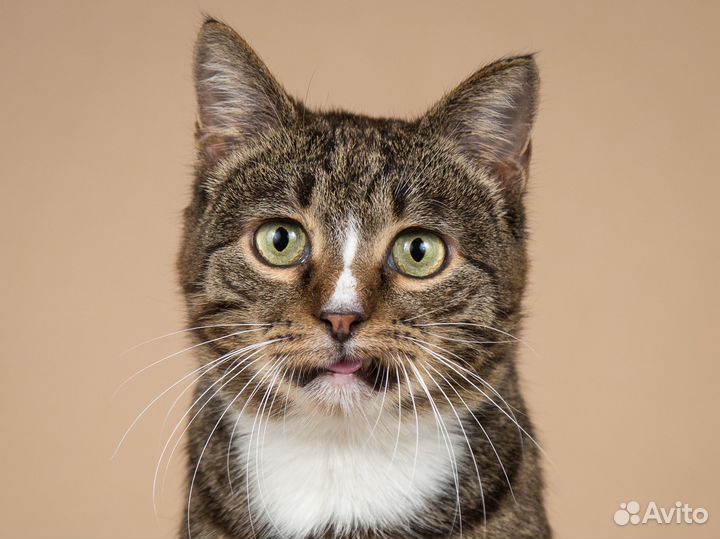 Очень ласковый котик Зяблик