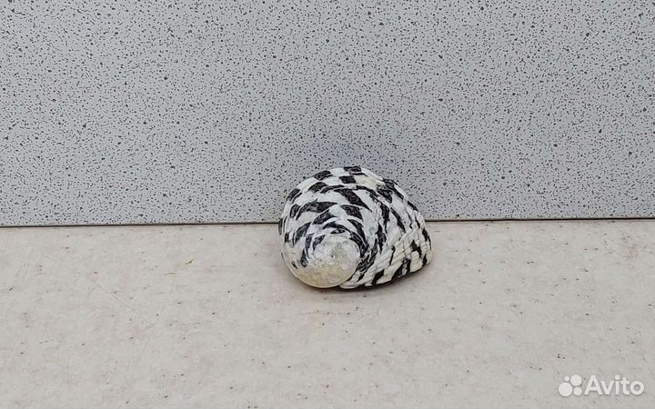 Нерита. 3,7 морская ракушка раковина