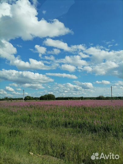 Иван чай ферментированный