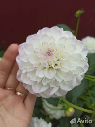 Георгины клубни