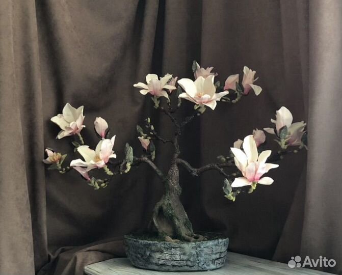 Бонсай Магнолия