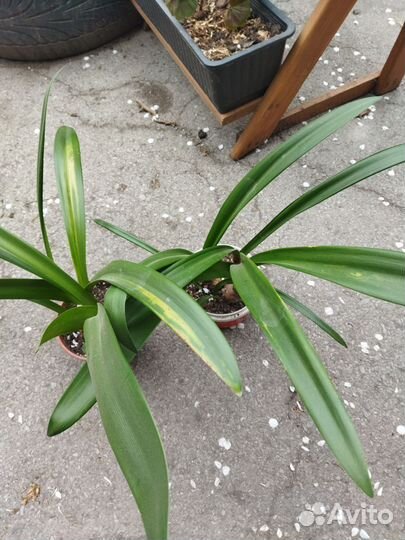 Гиппеаструм амариллис луковицы