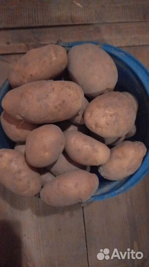 Продам картофель