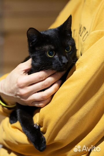 Ласкушка котодевочка Кэсси ищет доброе сердечко
