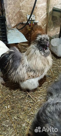Петухи порода Китайская шелковая стандарт