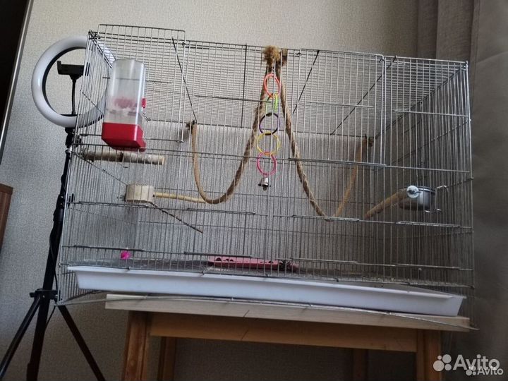 Попугай корелла с клеткой