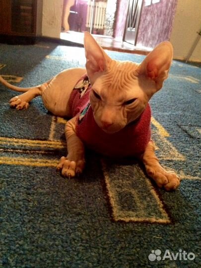 Донской сфинкс вязка