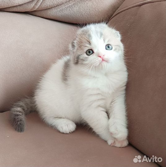 Шотландский вислоухий короткошерстный малыш