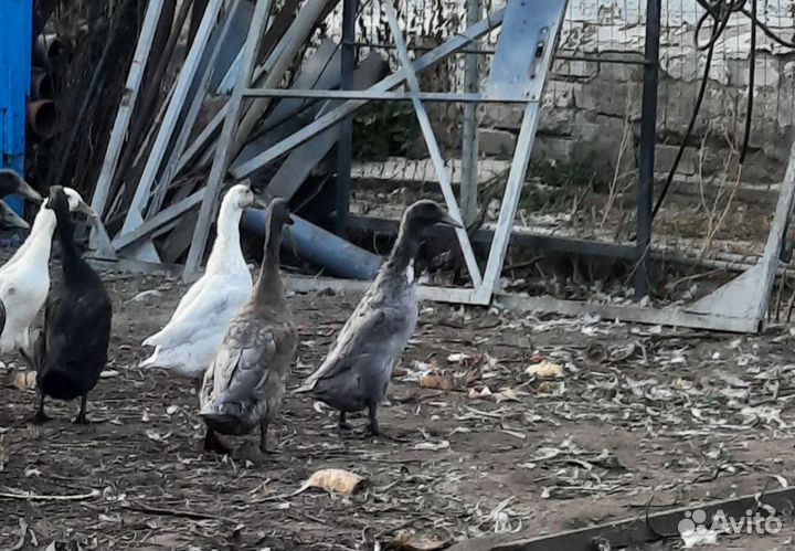 Утки индийский бегунок