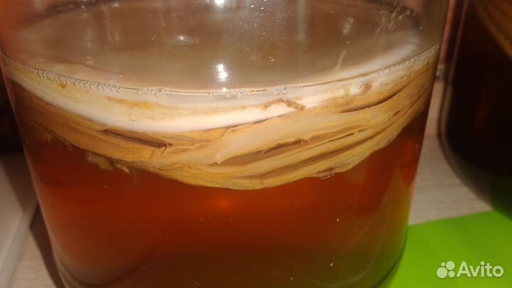 Чайный гриб