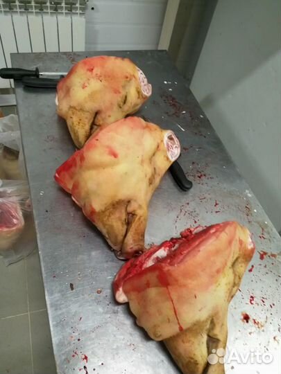 Головы свиные опаленные.Беспл. доставка от 2-х