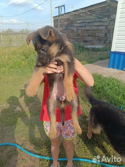 Щенки немецкой овчарки