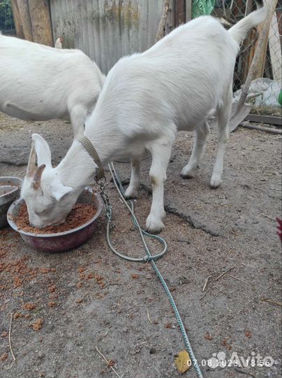 Козы и козел