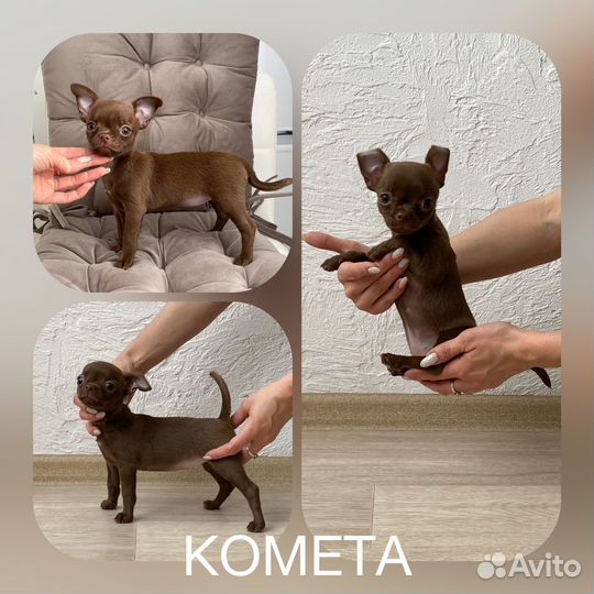 Девочки чихуашечки 2 мес