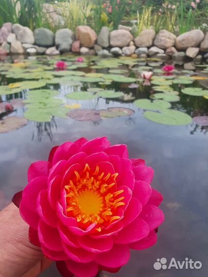 Нимфеи (водные лилии), растения, рыбы для пруда