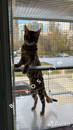 Балкон для кота, балкончик для кота, антикошка