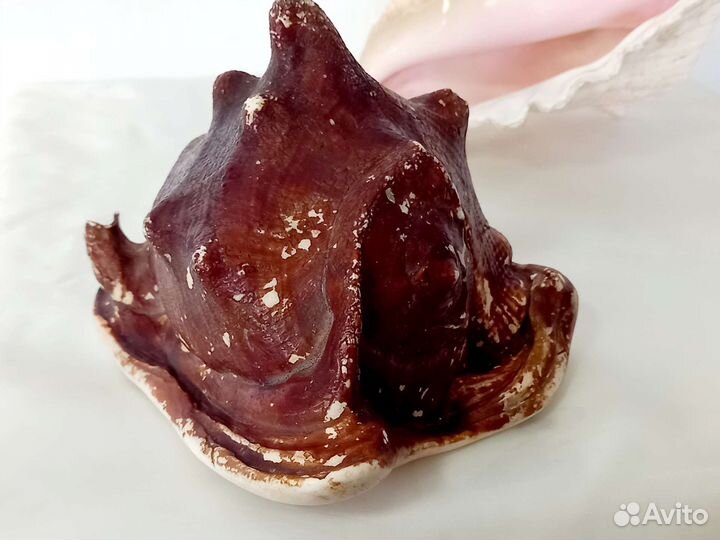 Морские ракушки раковины