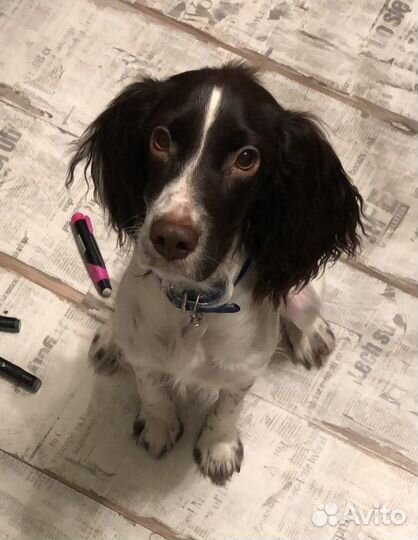 Русский спаниель