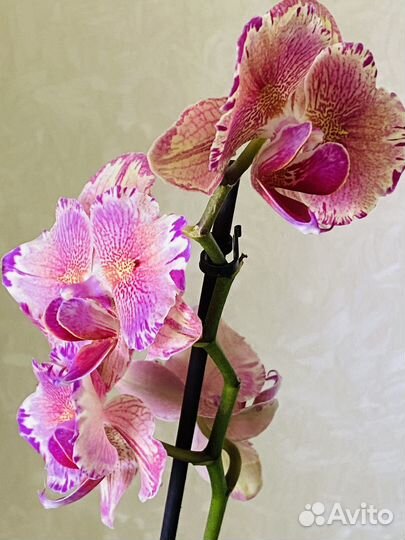 Орхидея фаленопсис Пират Пикоти бабочка
