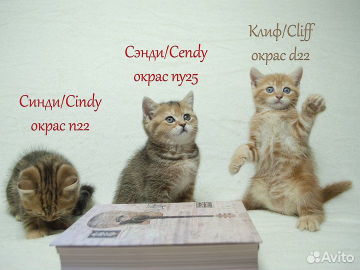 Котята