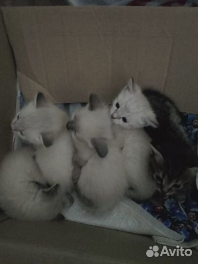 Котята в добрые руки бесплатно