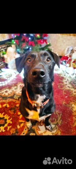 Маленькая собака Вито ищет дом