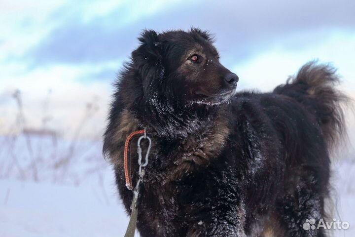 Метис кавказской овчарки Димар в добрые руки