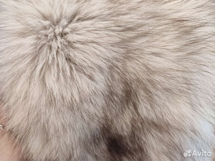 Шкура песца целая