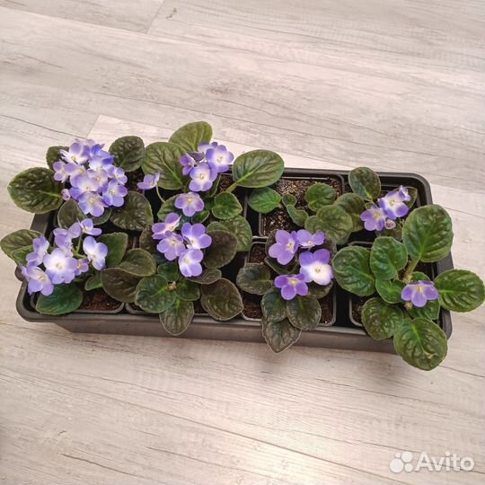 Комнатные растения