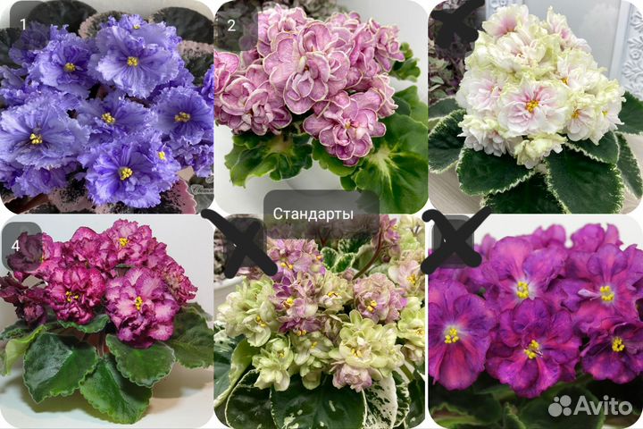 Детки сортовых фиалок (обновлённый список)