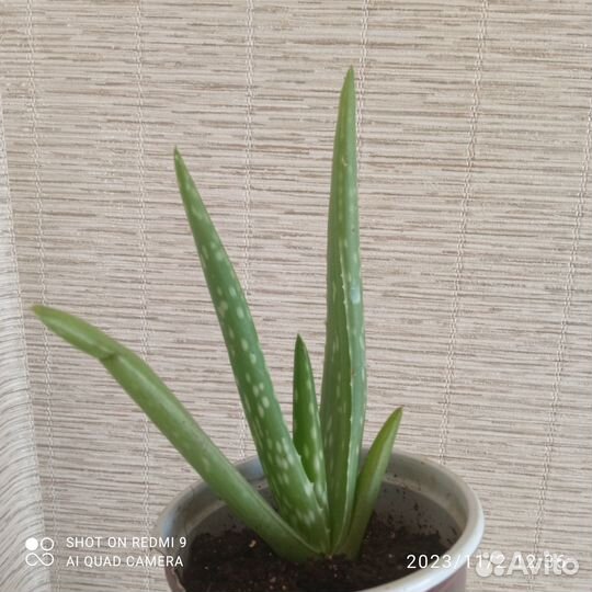 Алоэ Вера лечебный