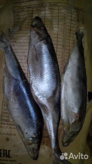 Рыба для собак, кошек, животных