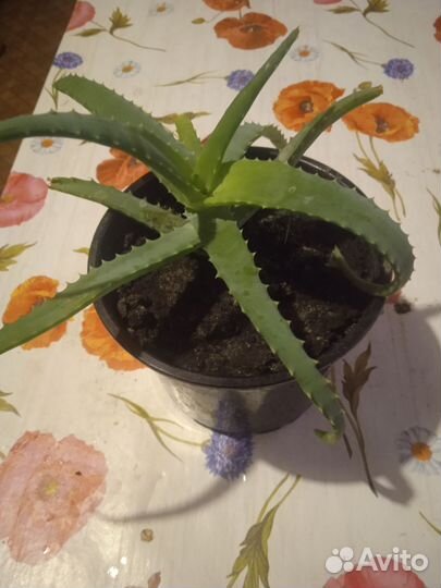 Алоэ столетник