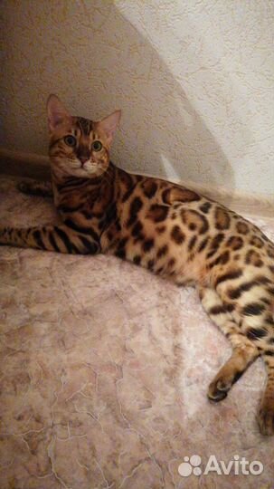 Вязка кошек