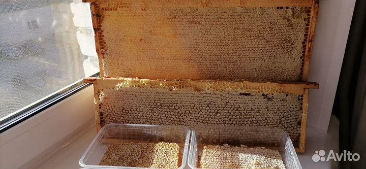 Мед в сотах 2023