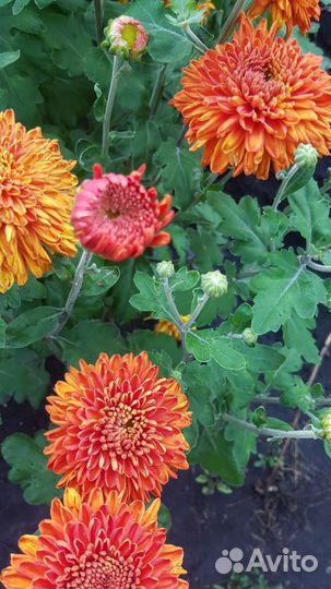 Хризантемы мультифлора