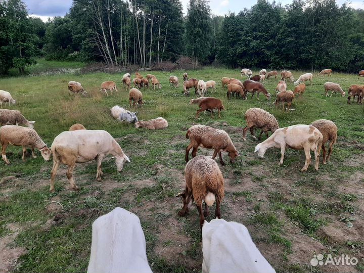 Овцы бараны катумские
