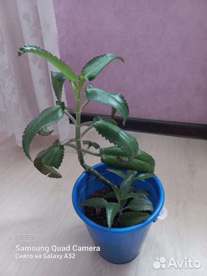 Продам цветы комнатные