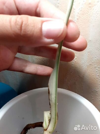 Монстерра вариеготная альба(с корнем и почкой)