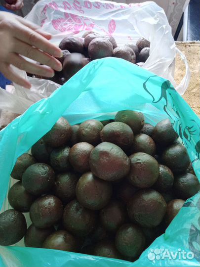 Продам прополис