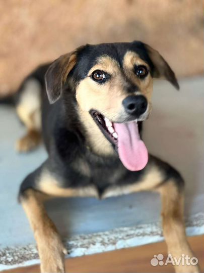 Белка ищет дом