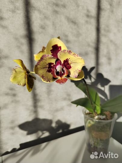Орхидея фаленопсис бабочка