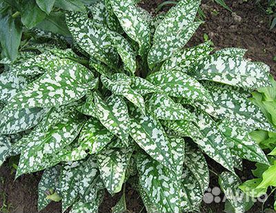 Медуница сахарная пестролистная