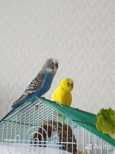 Волнистый попугай с клеткой
