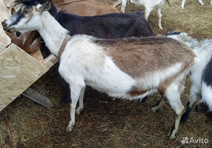 Коза альпийская дойная